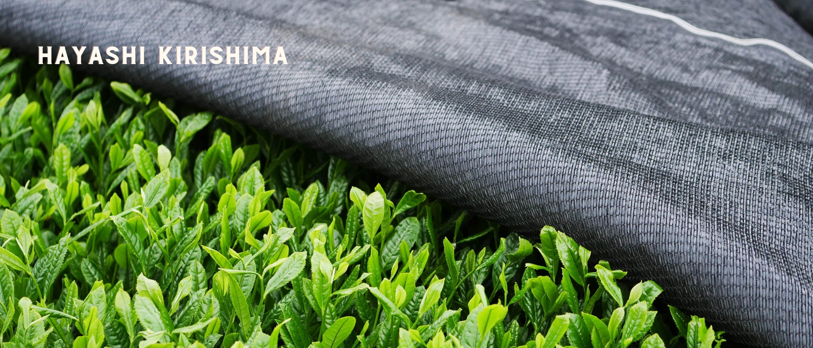 Die Teeblätter der Familie Hayashi unter einem Beschattungsnetz.