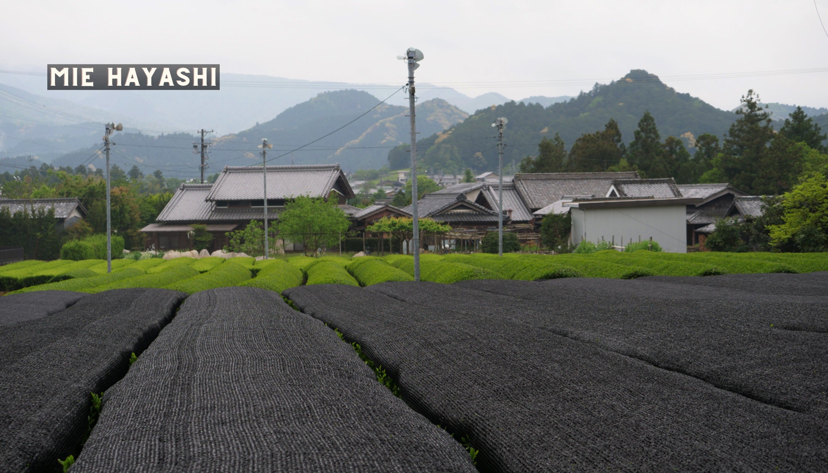 Das Teefeld der Familie Hayashi in Mie.