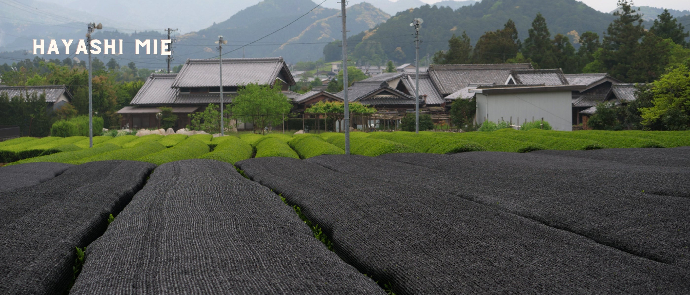 Das Teefeld der Familie Hayashi in Mie.