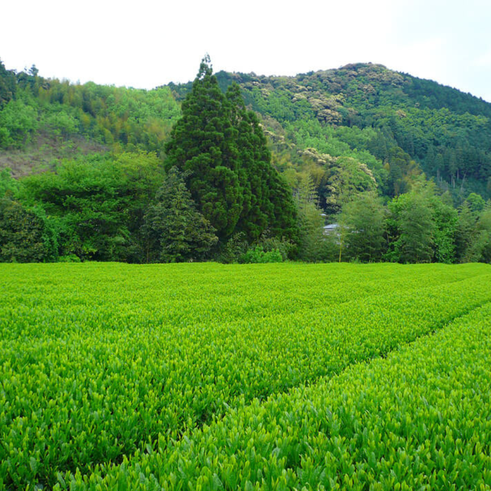 Matcha Samidori