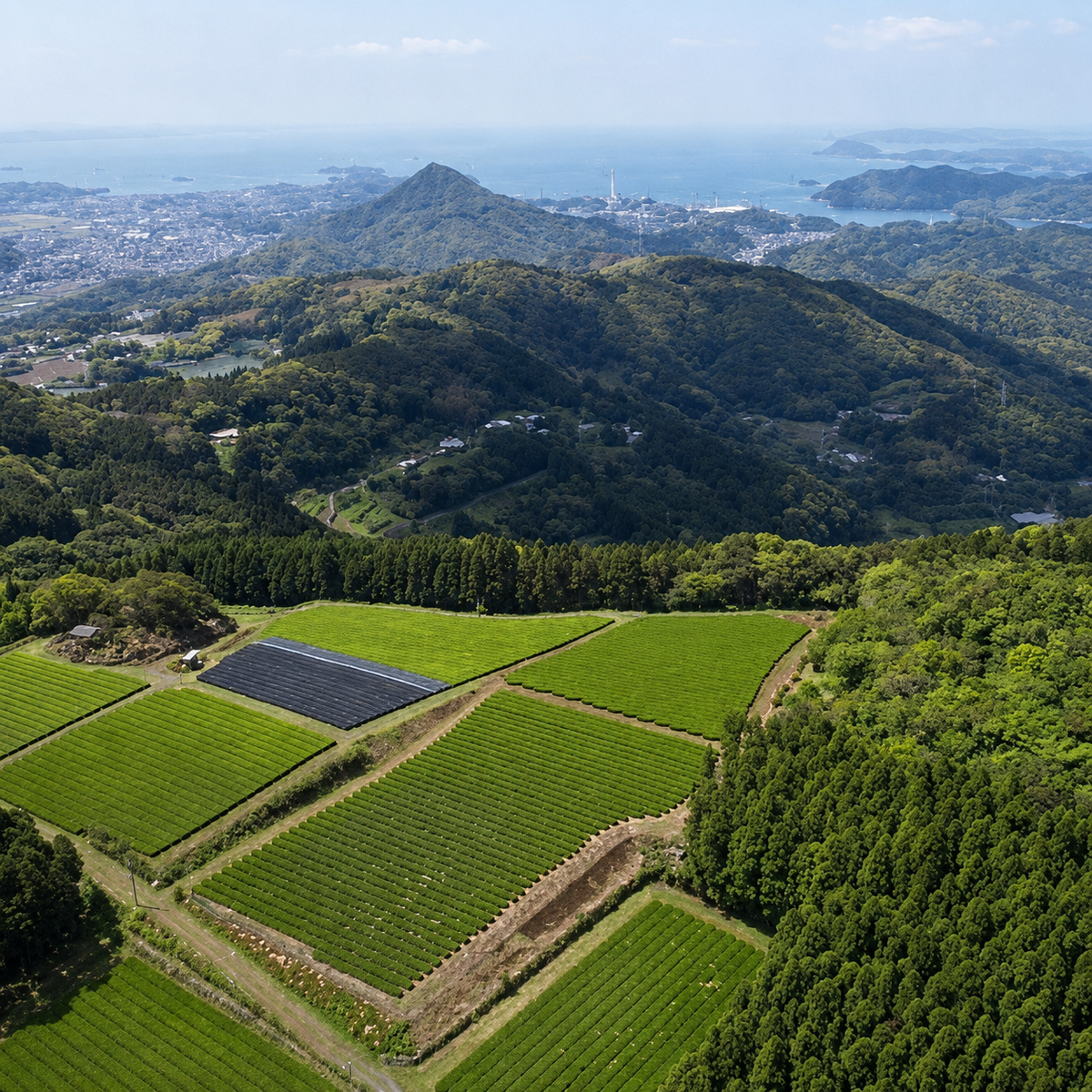 Sencha Kōbashi