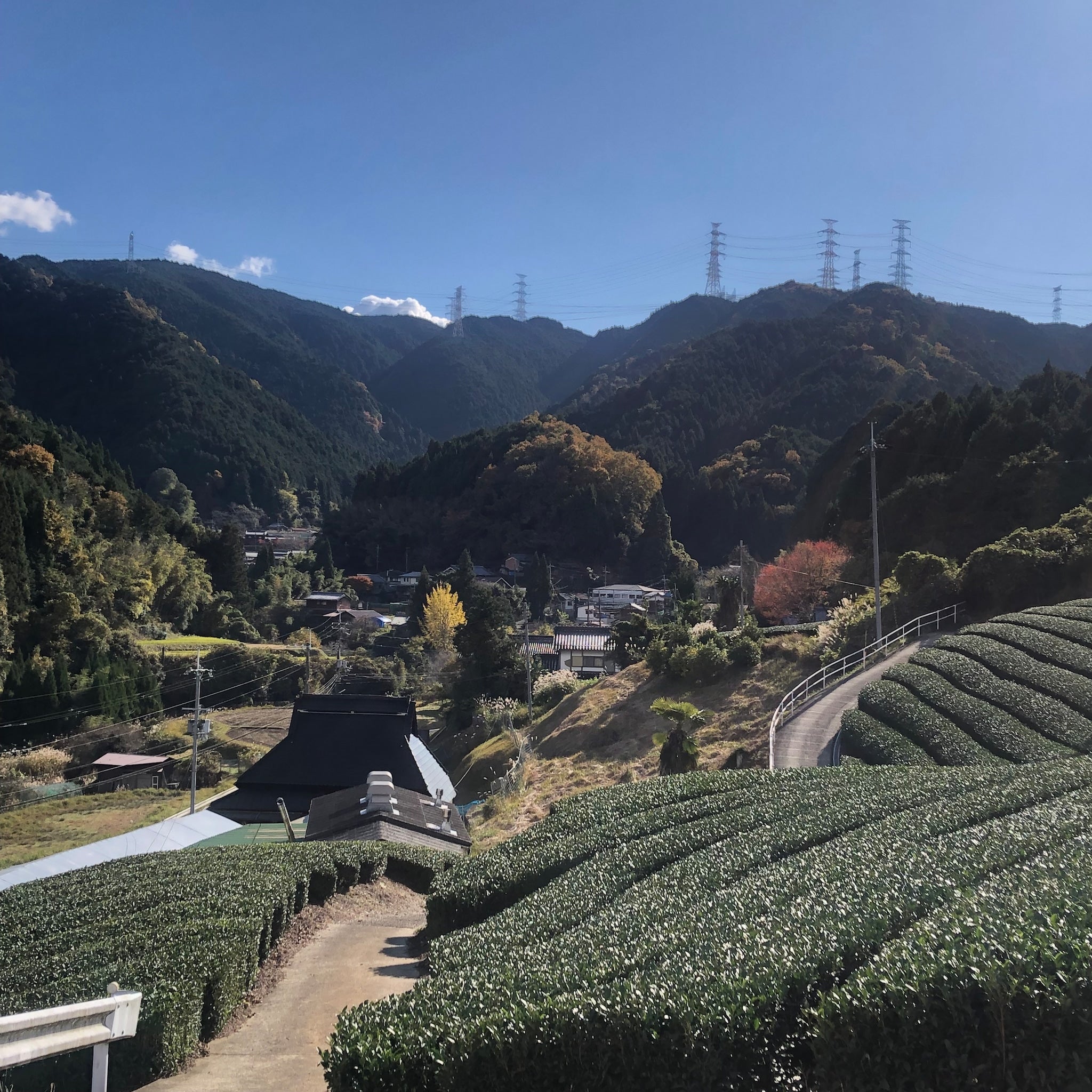 Teegarten zwischen Bergen in Ujitawara