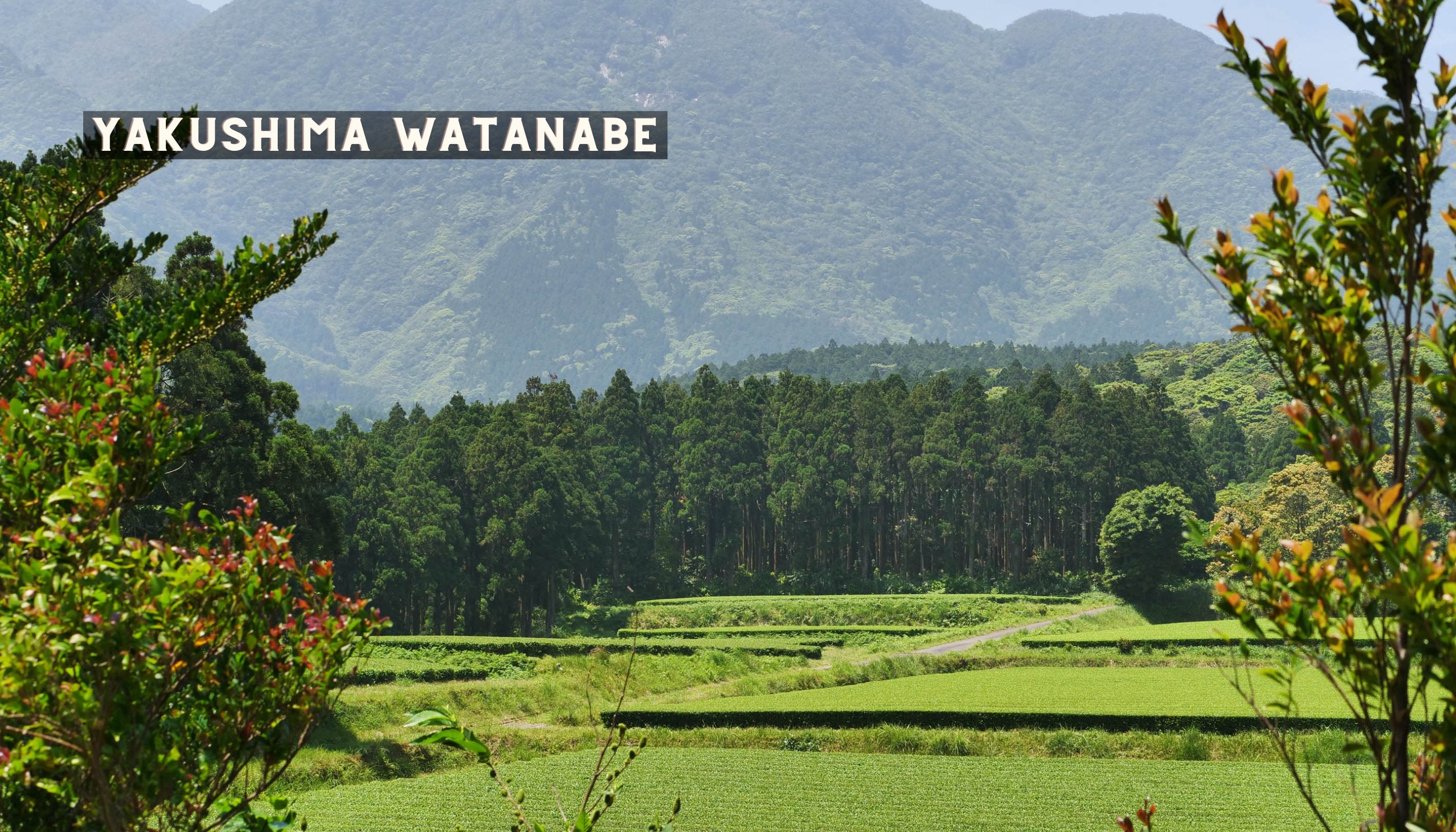 Das Teefeld der Familie Watanabe in Yakushima.