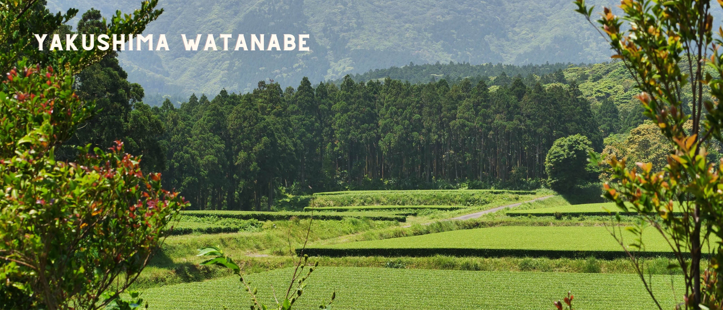 Der Ausblick über das Teefeld der Familie Watanabe. Im Hintergrund ist ein riesiger Berg zu sehen.