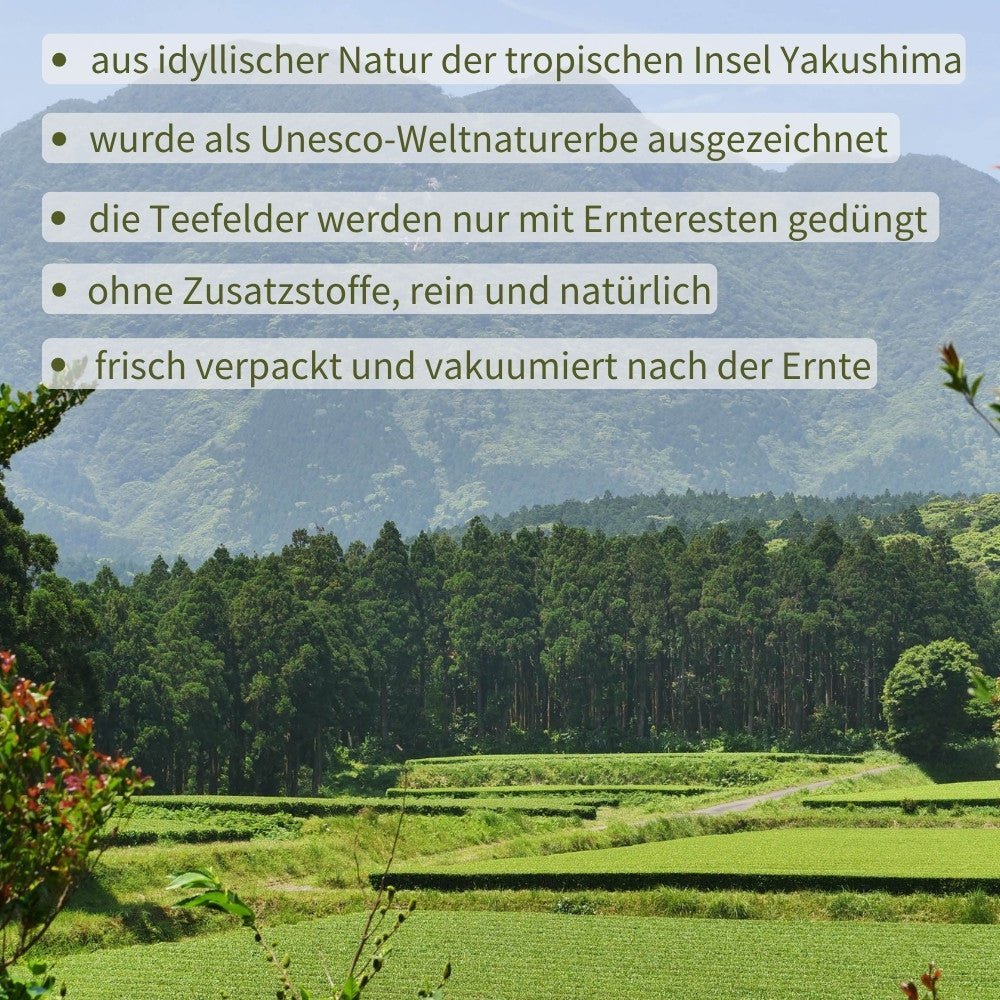 Shincha Kabuse -
