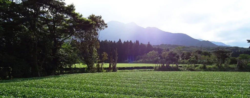 Watanabe Yakushima - Mizudashi Masters