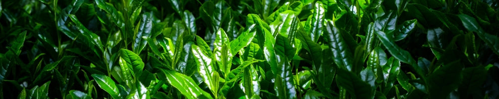 Mizudashi Tee 水出し茶