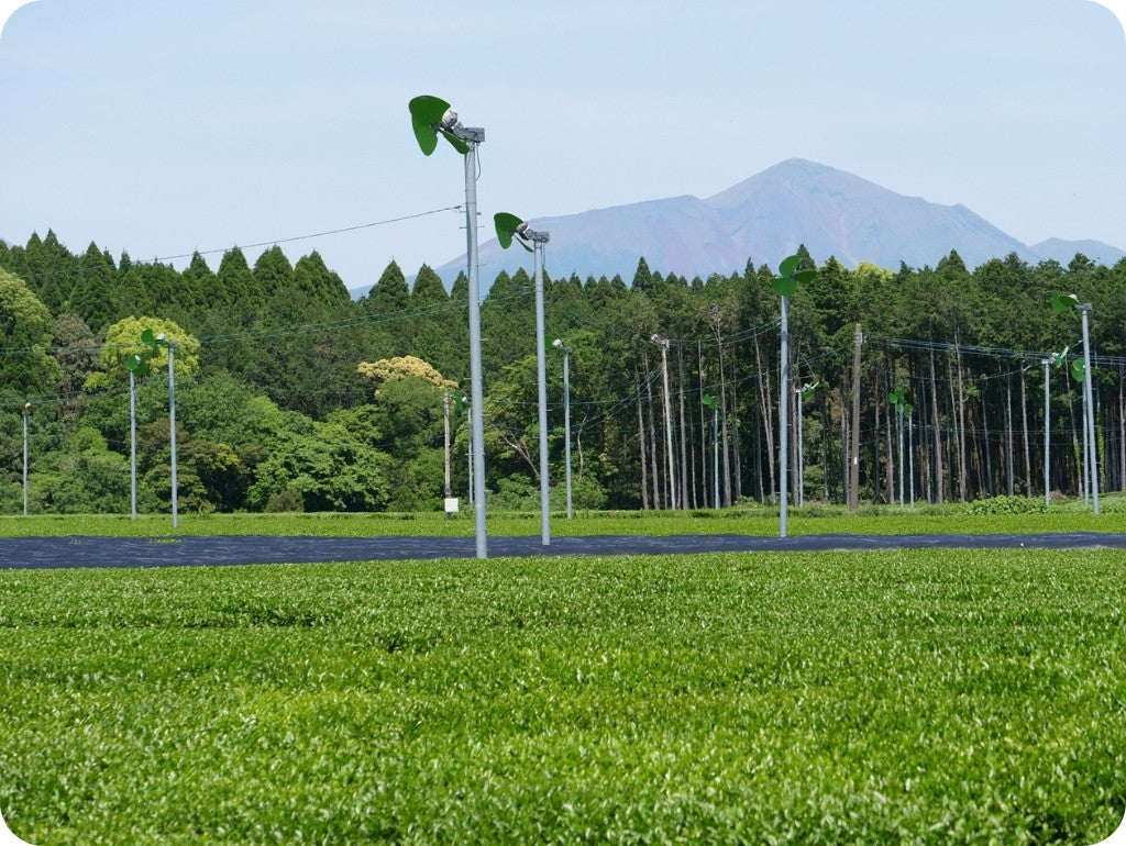 Das Teefeld der Familie Hayashi aus Kirishima. Auf dem Teefeld sind viele Ventilatoren und im Hintergrund sieht man Berge.