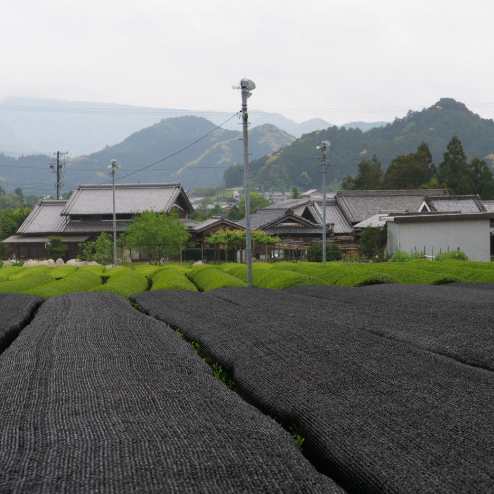 Eine Wohnsiedlung mit Häusern in japanischer Bauweise. Im Hintergrund sind einige Berge und im Vordergrund ein Teefeld, welches gerade mit Beschattungsnetzen beschattet wird.