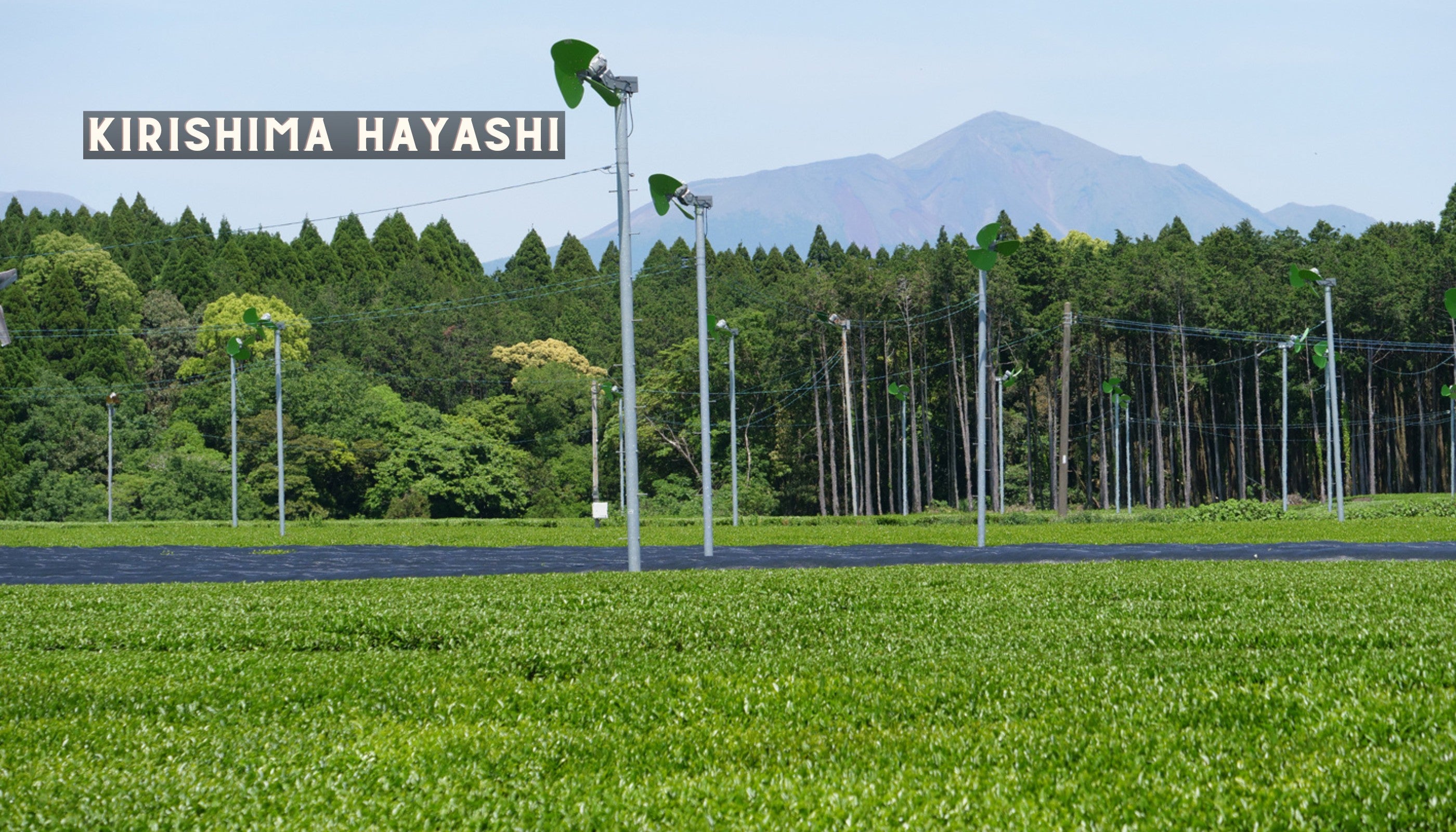 Das Teefeld der Familie Hayashi in Kirishima.