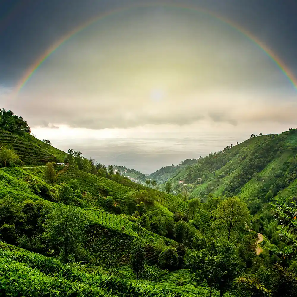 Ein leuchtend grünes Teefeld, welches auf der Schräge eines Berges wächst. Durch die Wolkendecke scheint die Sonne leicht durch und ein Regenbogen verziert den Himmel.