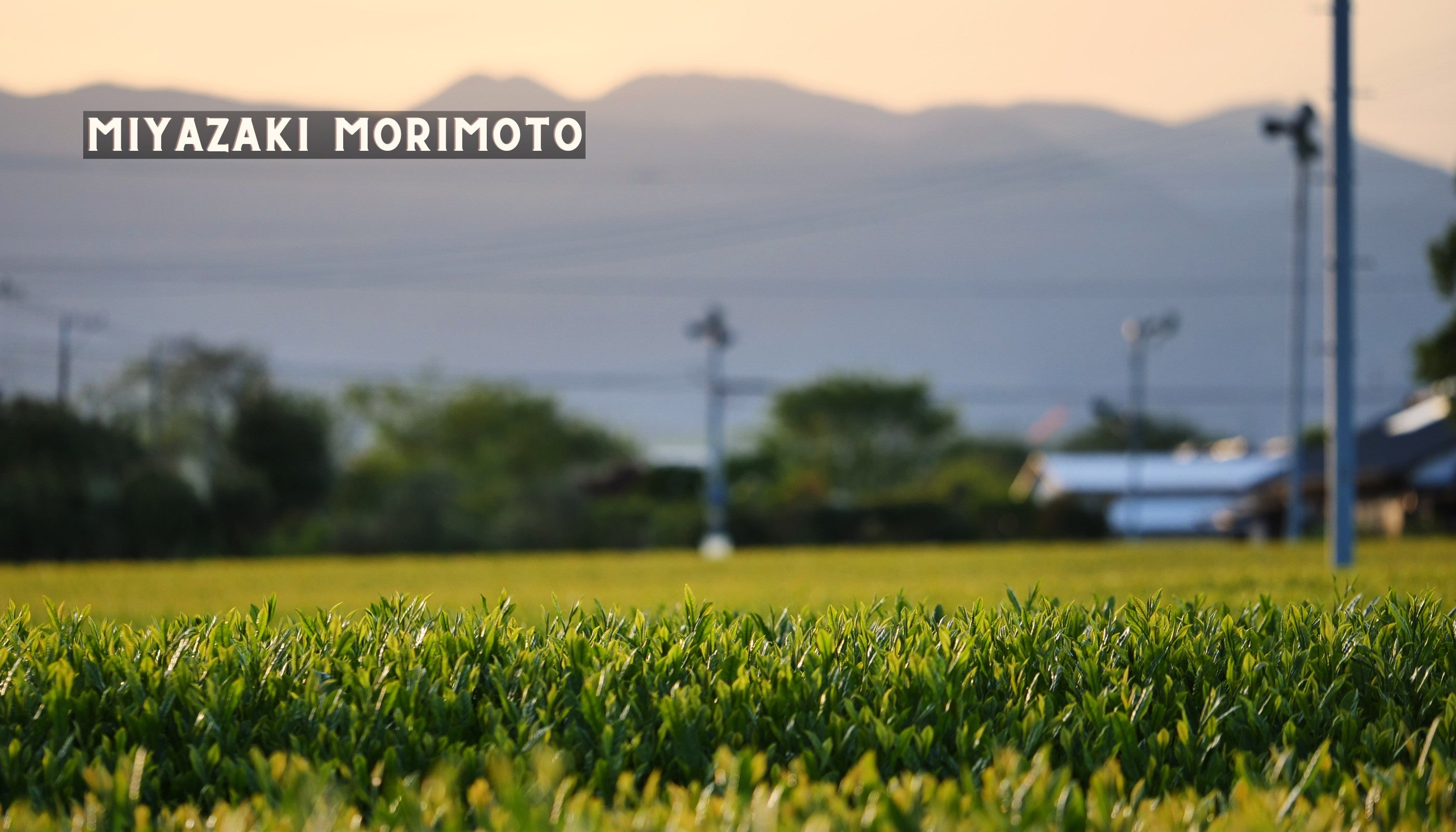Das Teefeld der Familie Morimoto aus Miyazaki, mit Bergen im Hintergrund.