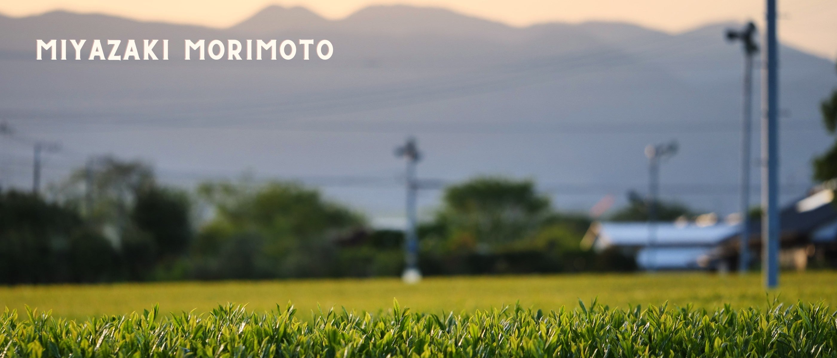 Das Teefeld der Familie Morimoto aus Miyazaki, mit Bergen im Hintergrund.