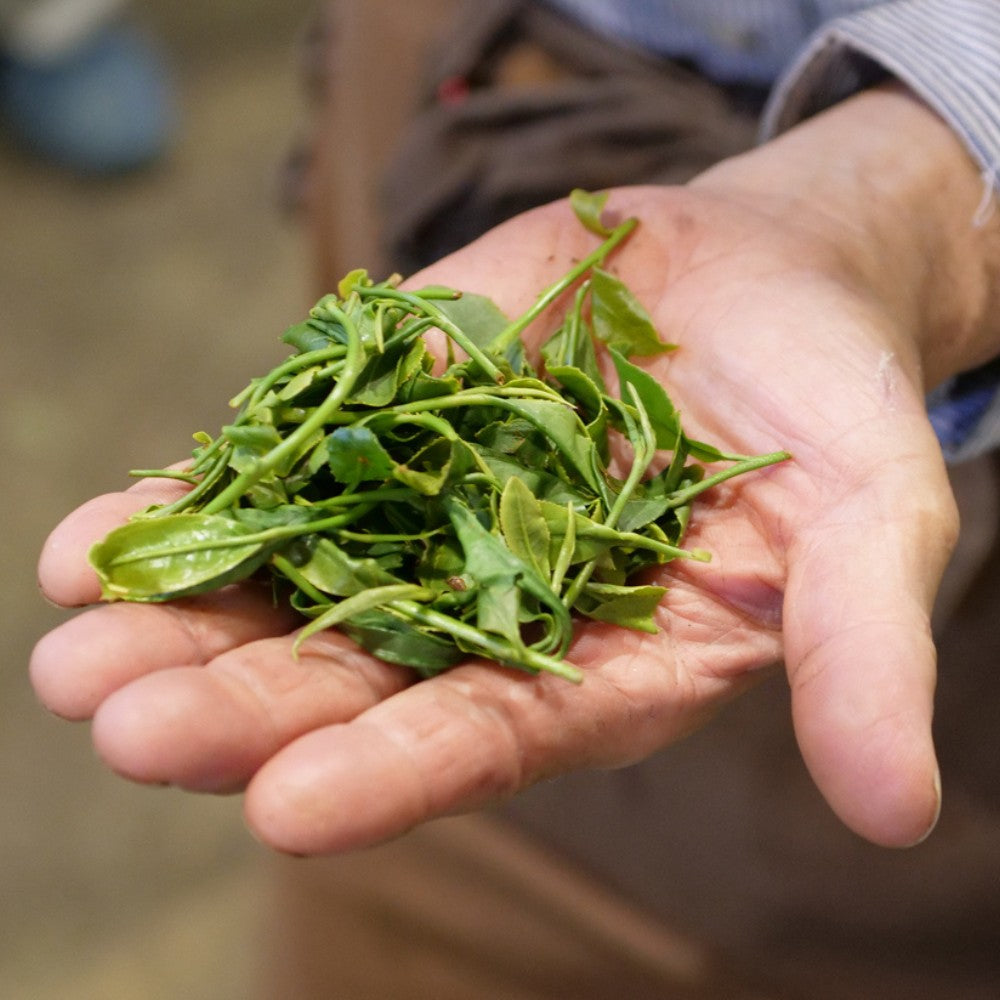 die frischen Teeblätter des Sakura no Sencha.