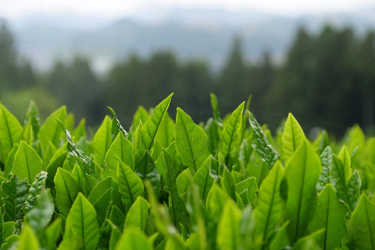 Feuchte Teeblätter in strahlendem Grün im Vordergrund und Bäume im Hintergrund.