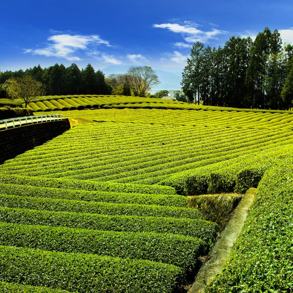 Genmaicha Teebeutel Shizuoka - Mizudashi Masters