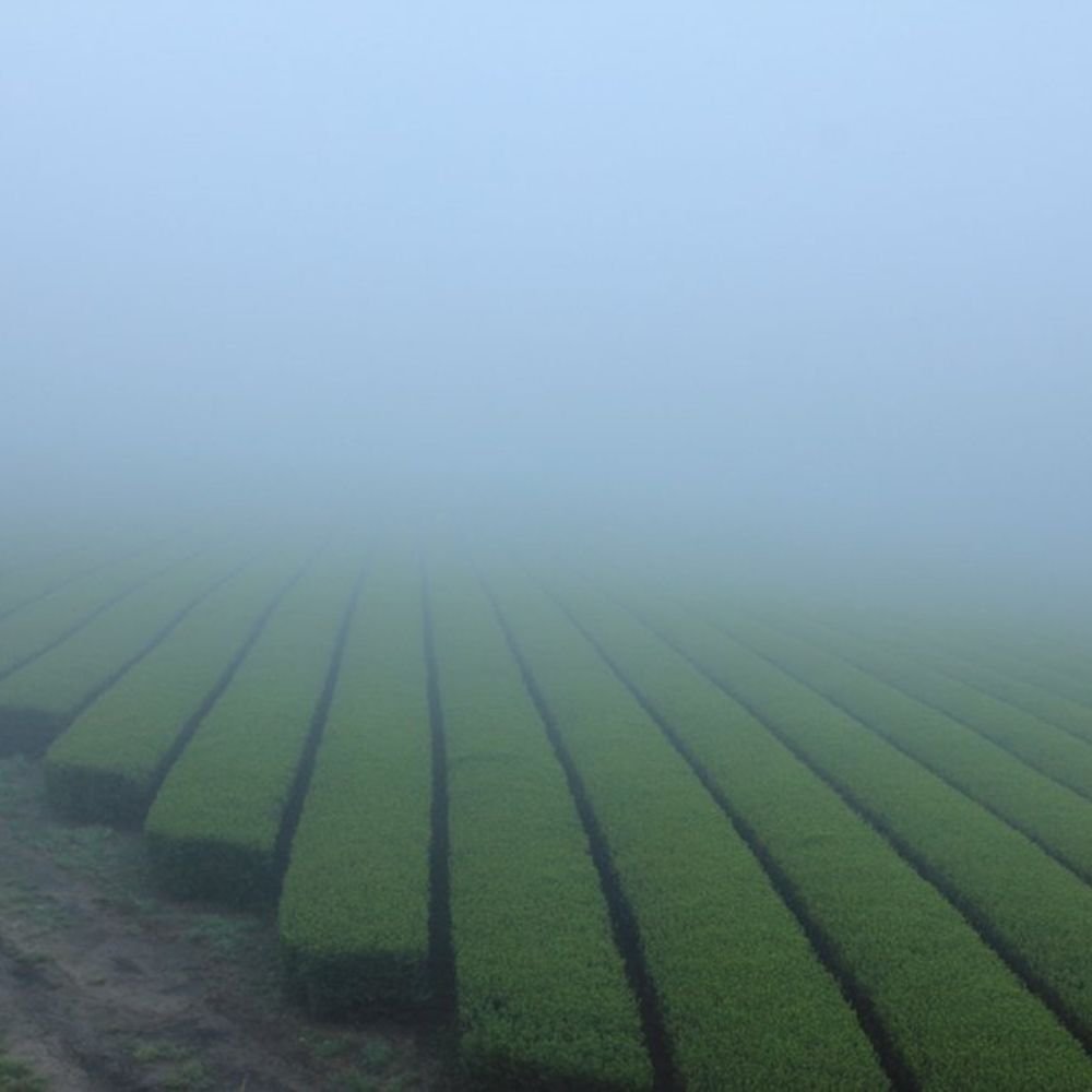 Matcha Emerald Forest BIO - Mizudashi Masters