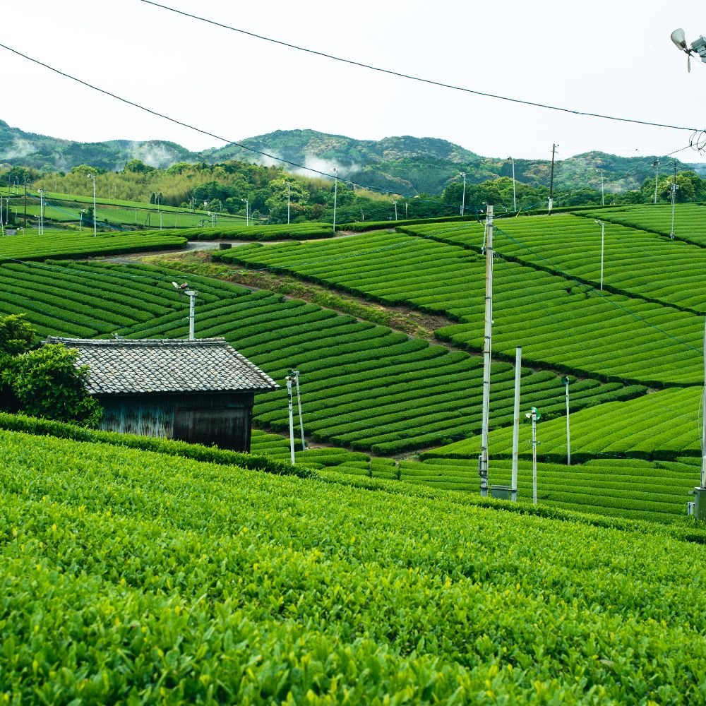 Mizudashi Gyokuro - Mizudashi Masters